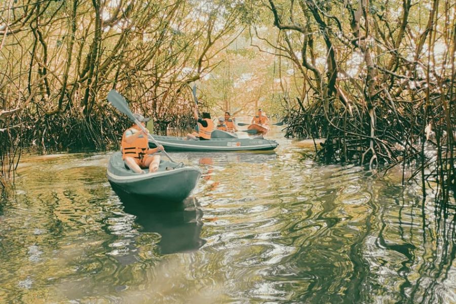 Mangrove Kayaking & Turtle Release