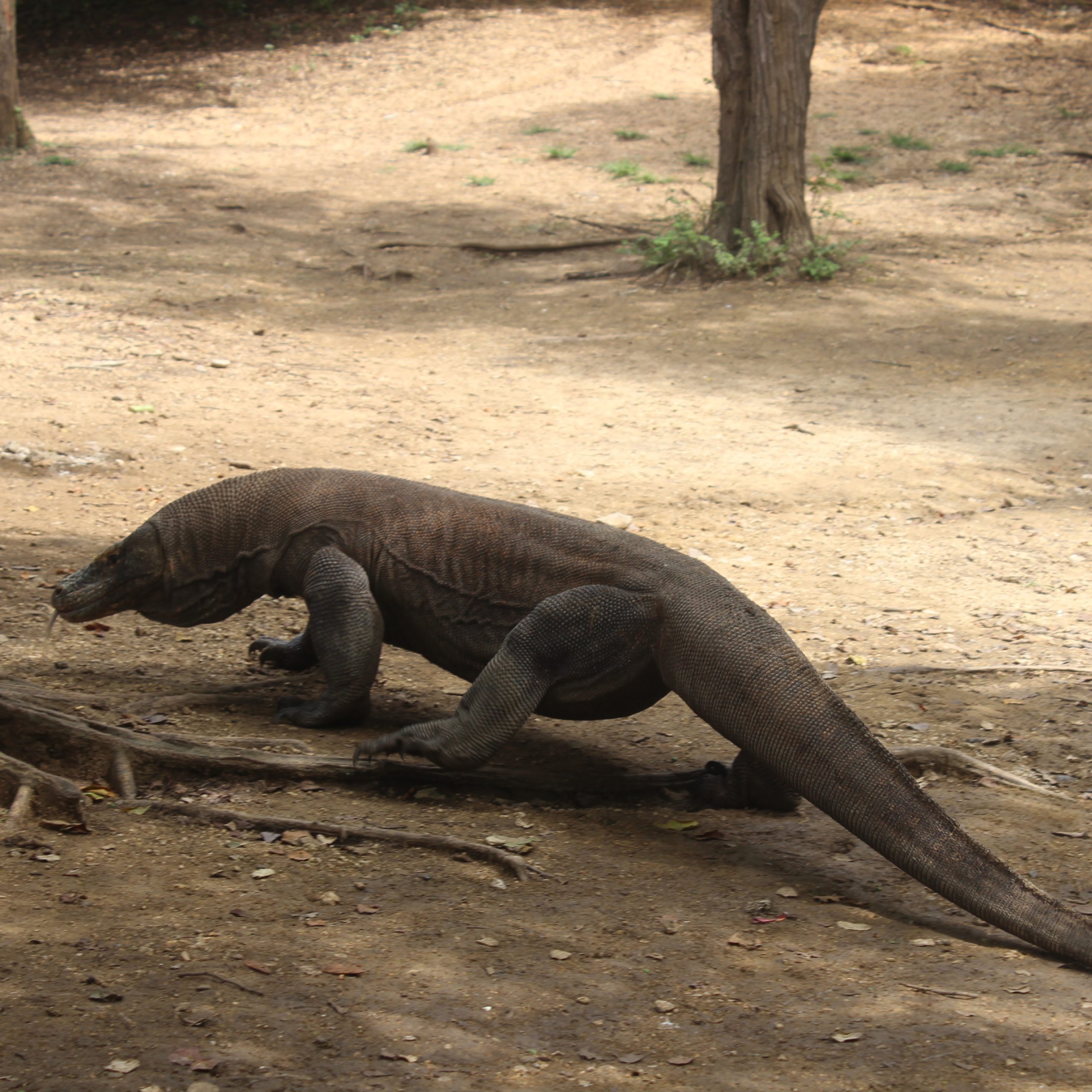 Day Trip Komodo Island from Bali