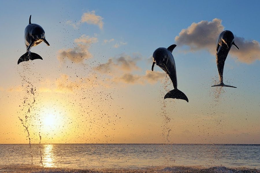 Snorkeling and Swim with Dolphins Lovina