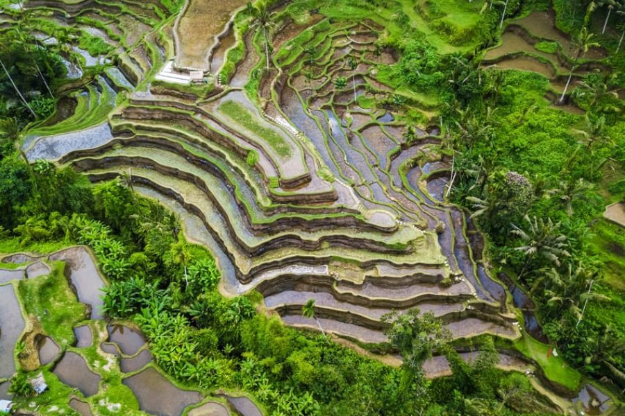 ubud-waterfall-rice-terraces-monkey-forest-private-tour